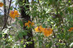 Orange azalea